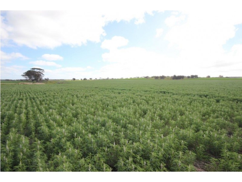 . Dongolocking Road, Wagin WA 6315