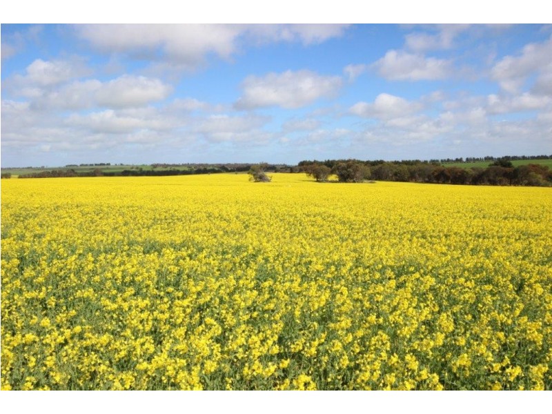 . Dongolocking Road, Wagin WA 6315