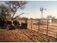 ”Kalli Station”, Cue WA 6640