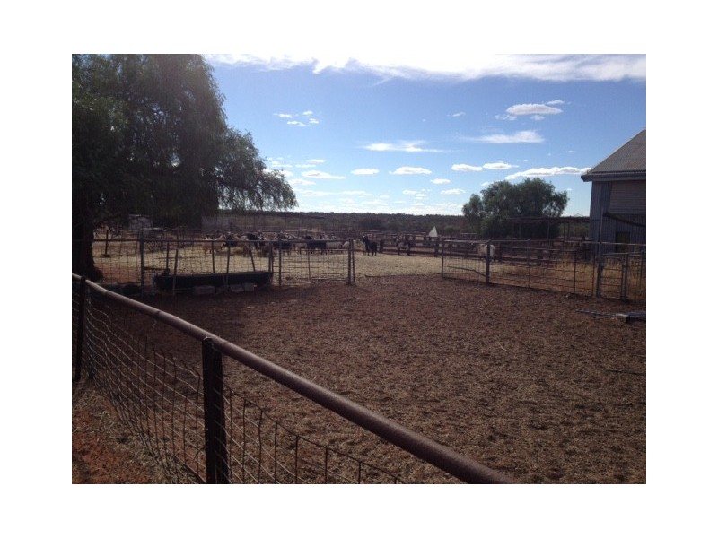 ‘Tallering Station’, Pindar WA 6631