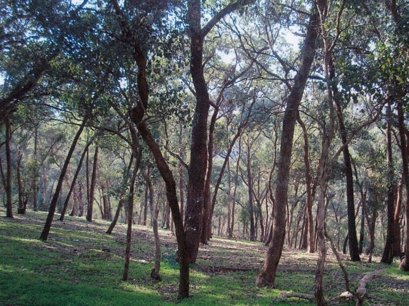 Park Orchards VIC 3114