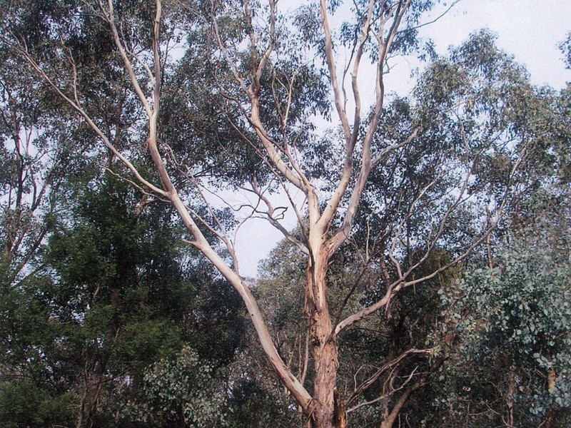 Park Orchards VIC 3114