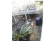 83 Francis Avenue, Lemon Tree Passage NSW 2319