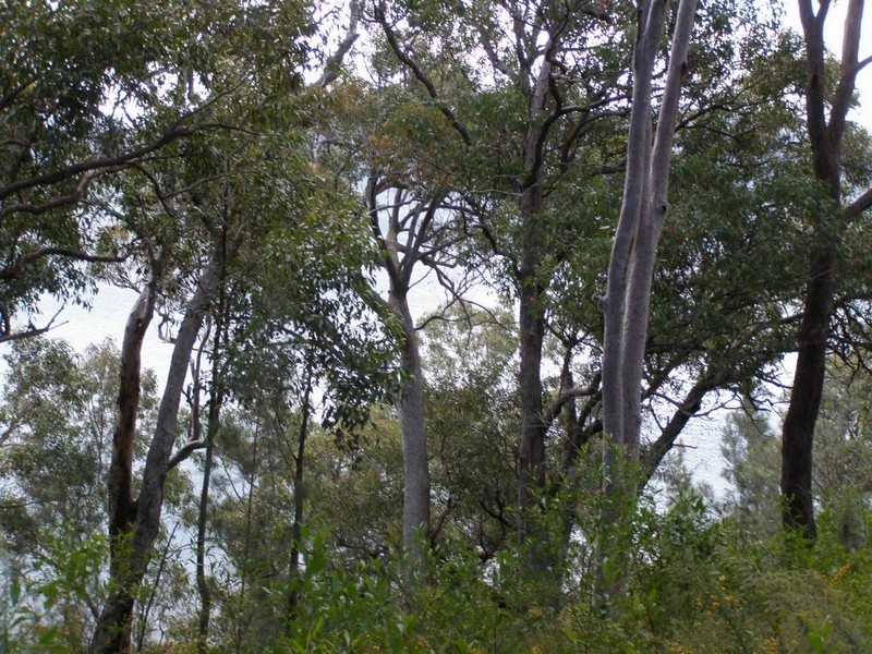 35 Watersleigh Avenue, Mallabula NSW 2319