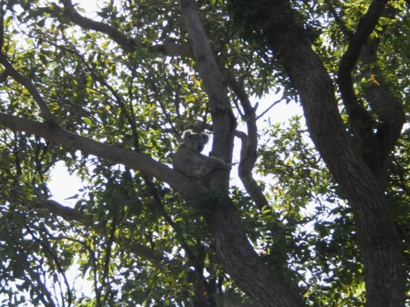 18 Stanley St, Lemon Tree Passage NSW 2319