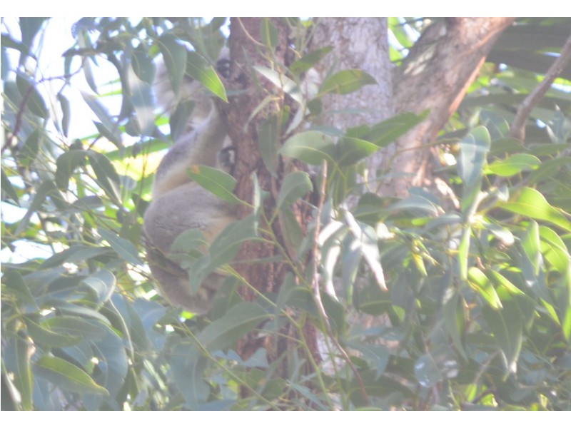 77 Cook Parade, Lemon Tree Passage NSW 2319