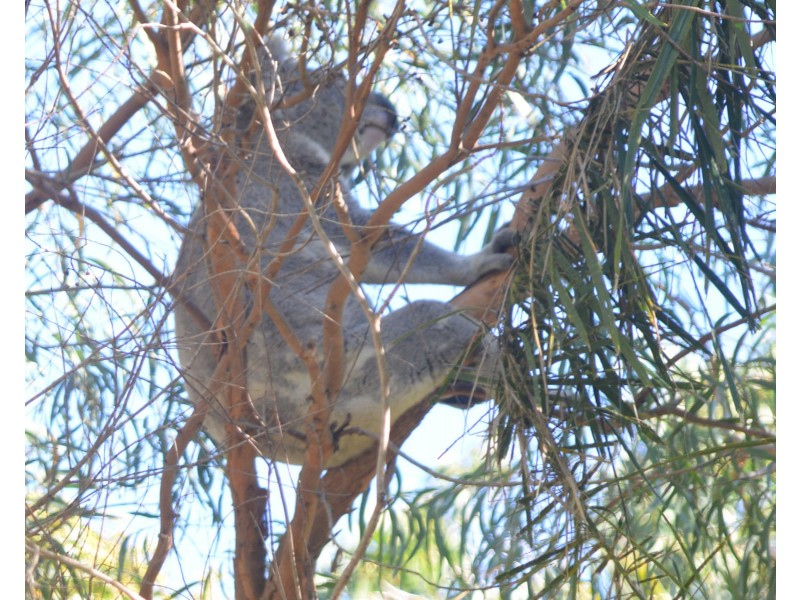 77 Cook Parade, Lemon Tree Passage NSW 2319