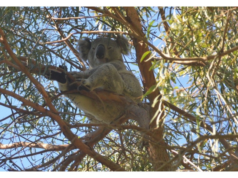 77 Cook Parade, Lemon Tree Passage NSW 2319