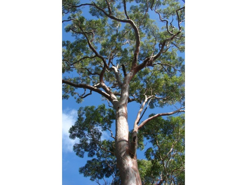 138 Warks Hill Road, Kurrajong Heights NSW 2758