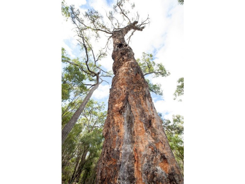 Lot 4027 Barrabup Rd, Nannup WA 6275