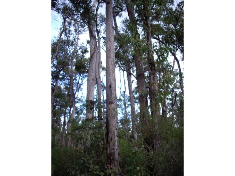 Lot 3 Leschenaultia Drive, Nannup WA 6275