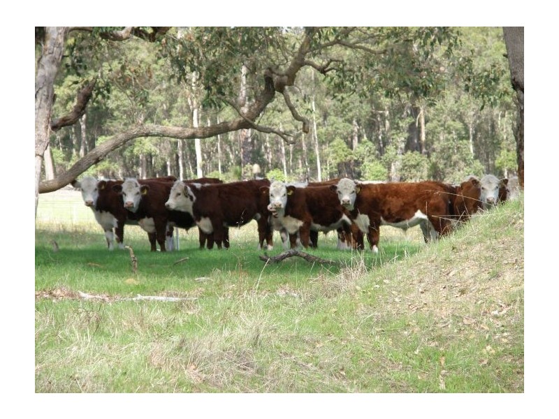 Lot 120 McKelvie Rd, Nannup WA 6275