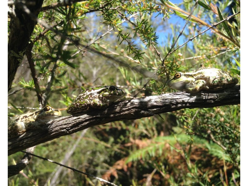 165 Poison Swamp Road, Nannup WA 6275