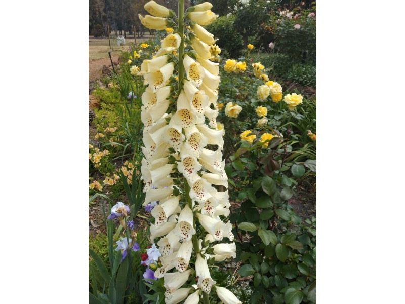 9 Greenwood Road, Nannup WA 6275