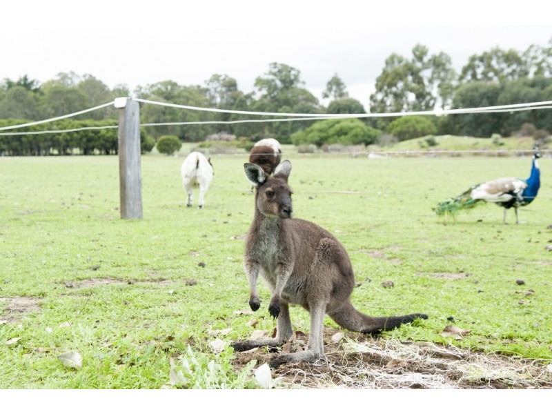 Lot 4027 Barrabup Road, Nannup WA 6275