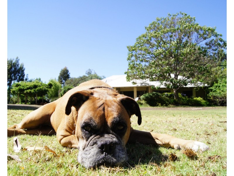 21 Sheoak Place, Nannup WA 6275