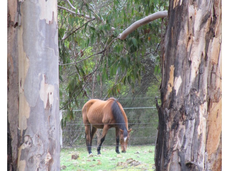 21 Sheoak Place, Nannup WA 6275
