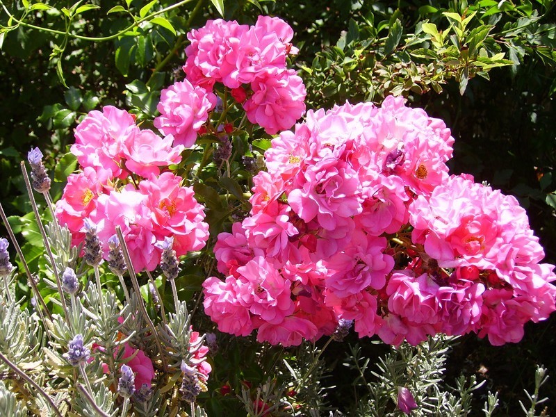 5 Roberts Rd, Nannup WA 6275