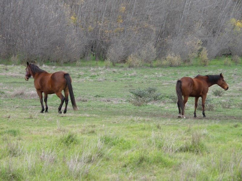 Lot 700 Higgins Street, Nannup WA 6275