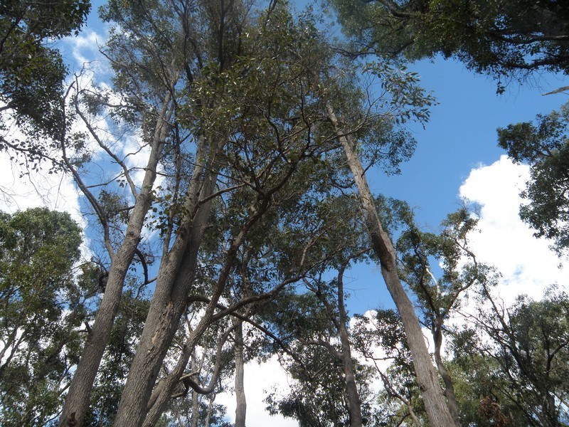 Nannup WA 6275