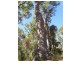 Nannup WA 6275