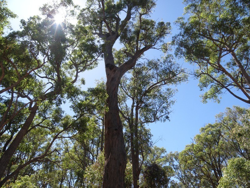 Nannup WA 6275