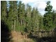 Lot 11189 Mt Leewin Loop, Nannup WA 6275