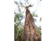 Loc 4027 Barrabup Road, Nannup WA 6275