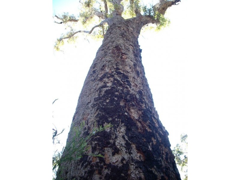 Lot 3a Leschenaultia Drive, Nannup WA 6275