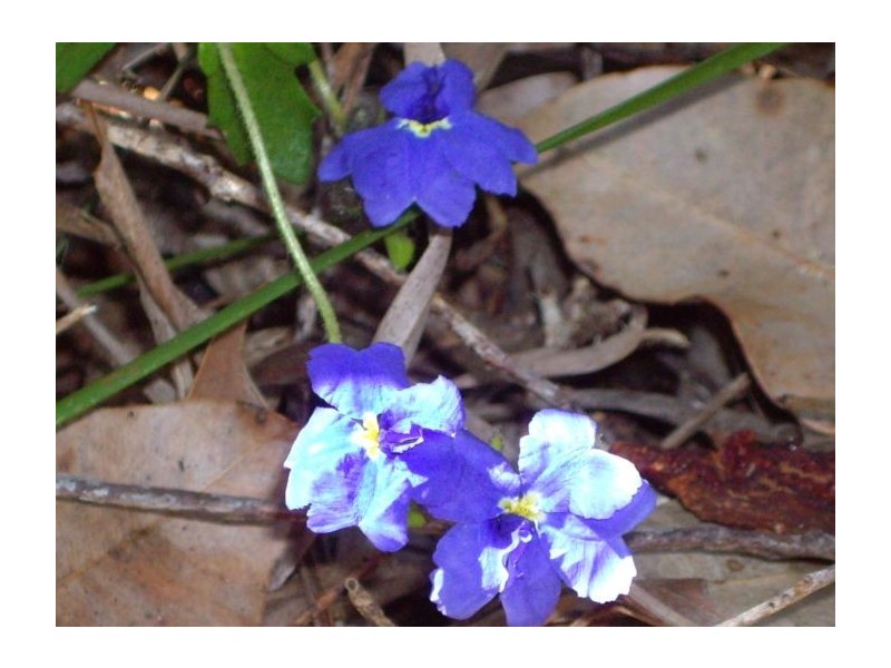 Lot 3a Leschenaultia Drive, Nannup WA 6275