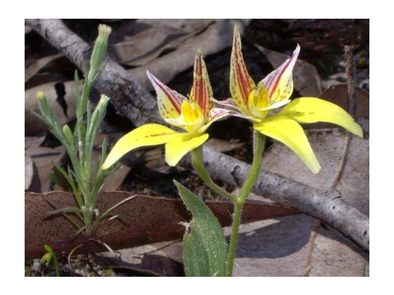 Lot 3a Leschenaultia Drive, Nannup WA 6275