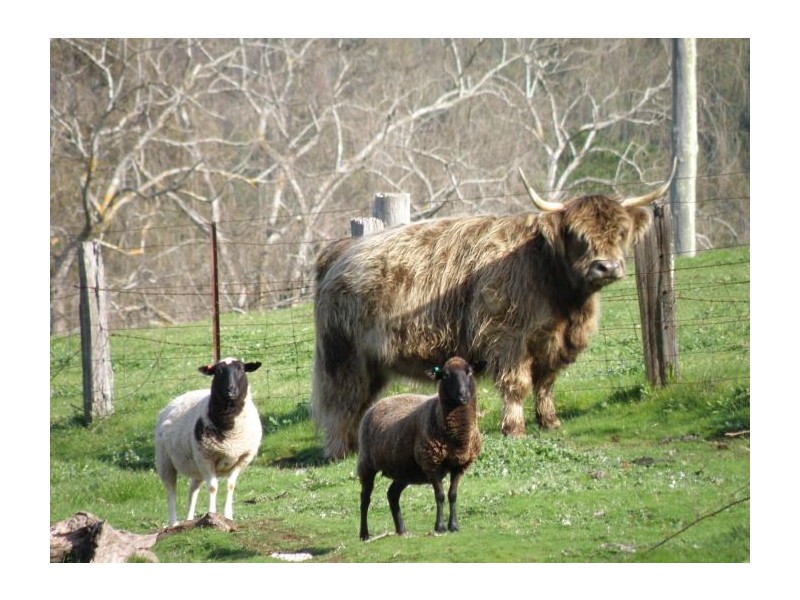 Lot 2 Gold Gully Road, Nannup WA 6275