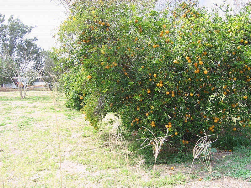 14 Dawes Street, Nagoorin QLD 4680