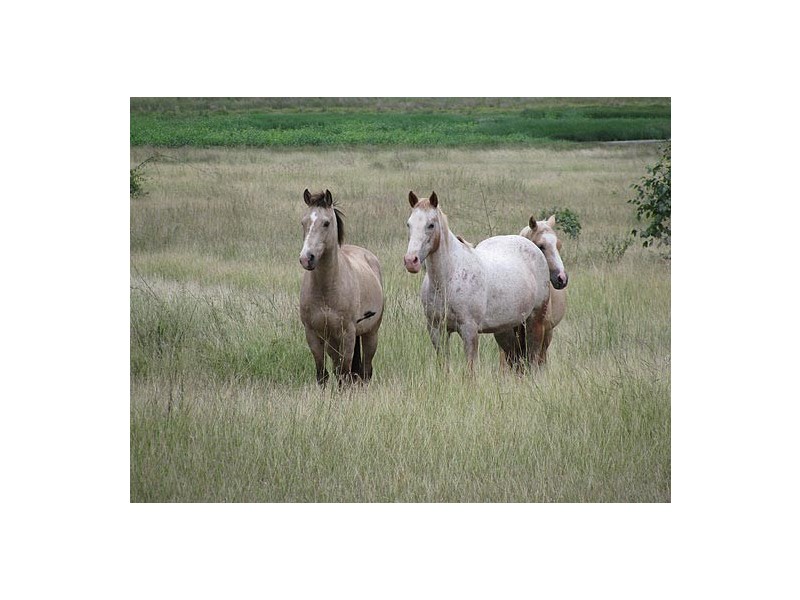 25 Gostevsky Road, Mount Larcom QLD 4695