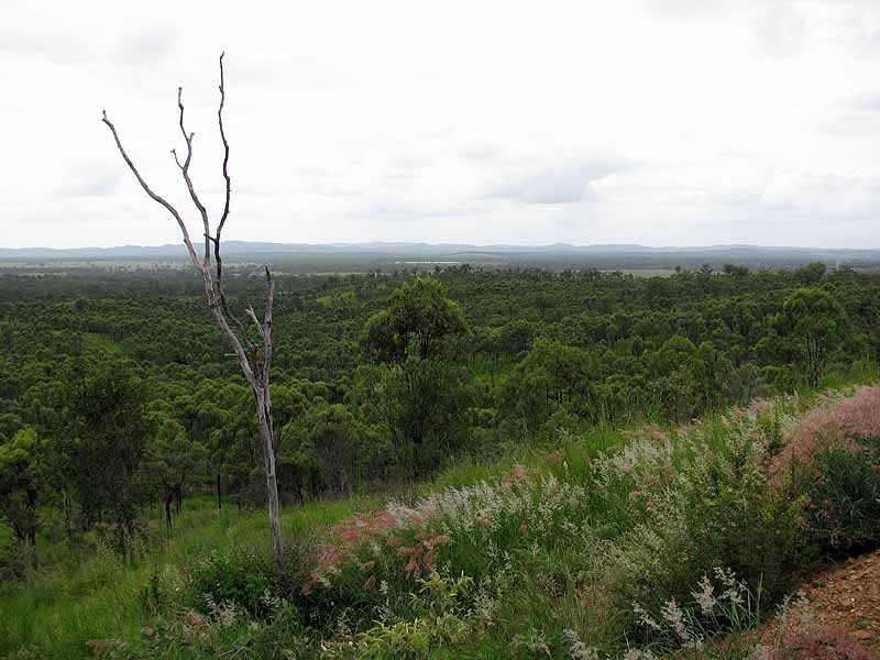 3509 Dawson Highway, Calliope QLD 4680