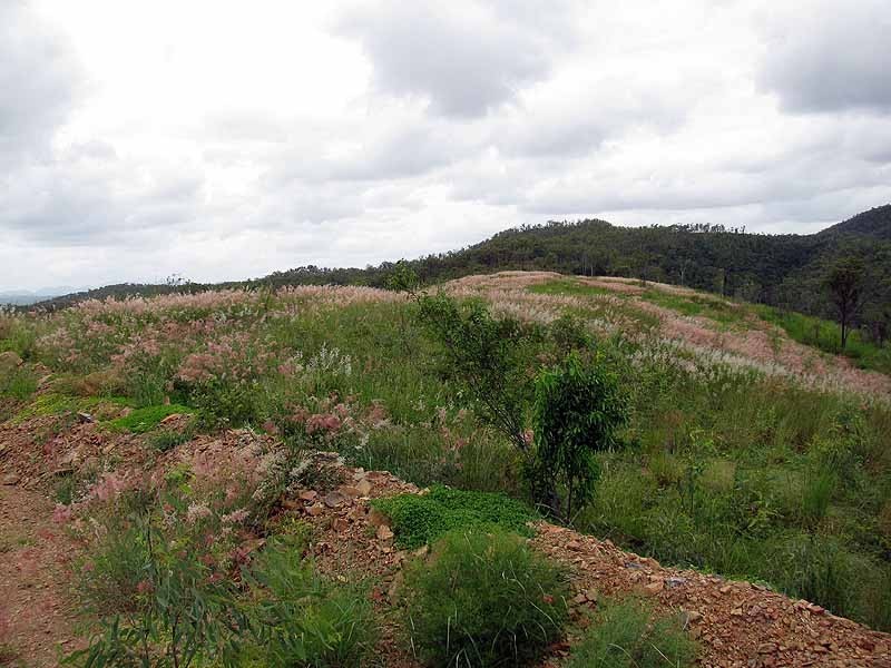 3509 Dawson Highway, Calliope QLD 4680