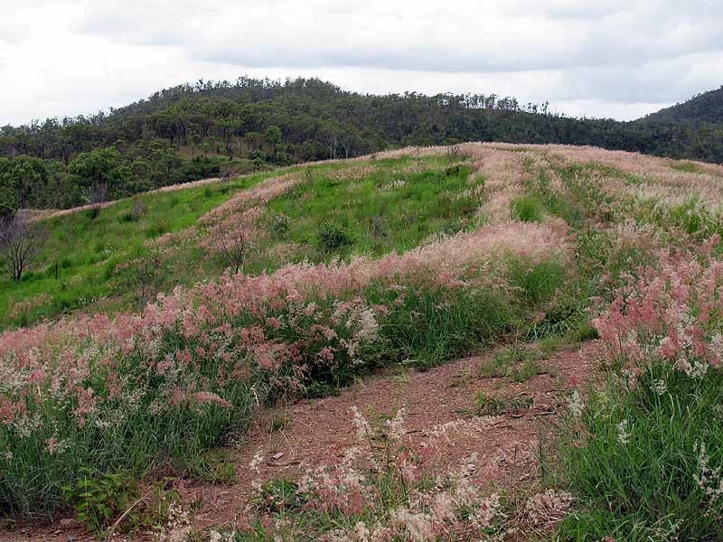 3509 Dawson Highway, Calliope QLD 4680