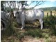 775 Marsh Road, Diglum QLD 4680