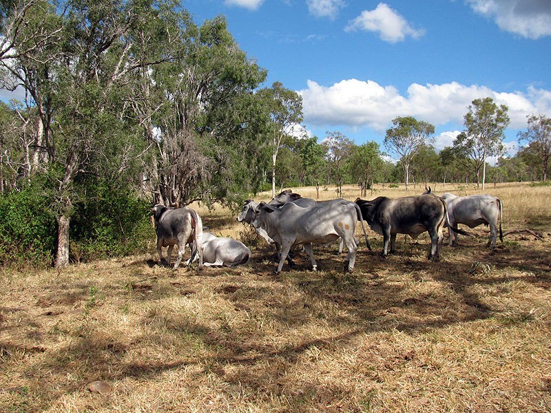 449 Comanche Road, Glenroy QLD 4702