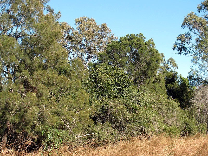 508 Calliope River Road, Yarwun QLD 4694