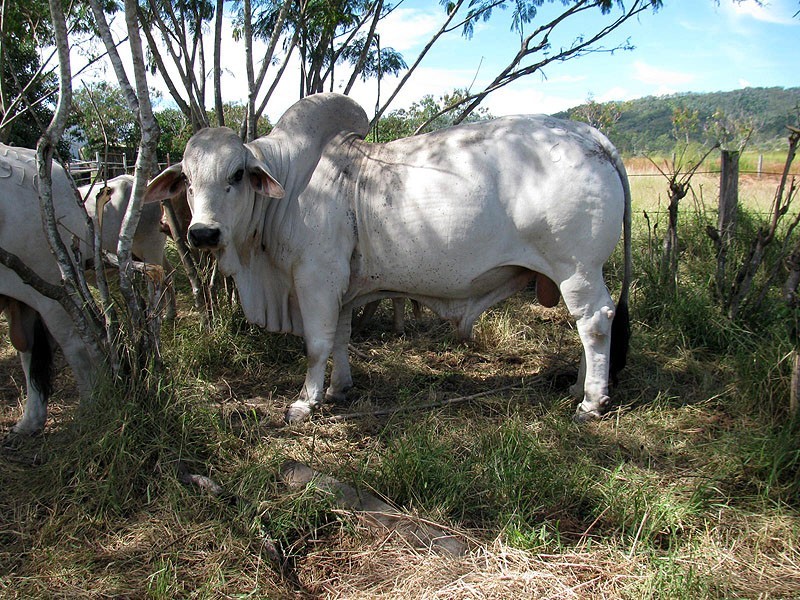775 Marsh Road, Diglum QLD 4680