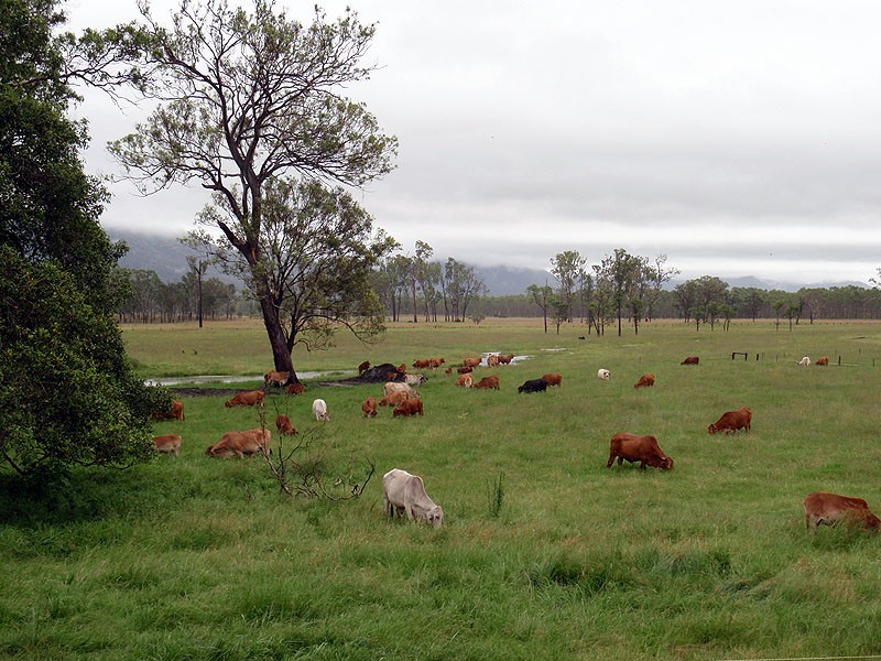 119 Burgess Road, Miriam Vale QLD 4677