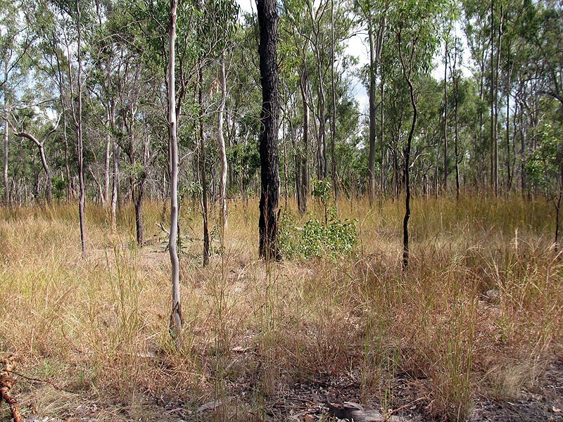 1221 Dude Ranch Road, Iveragh QLD 4680