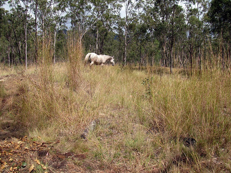 1221 Dude Ranch Road, Iveragh QLD 4680