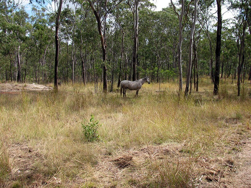 1221 Dude Ranch Road, Iveragh QLD 4680