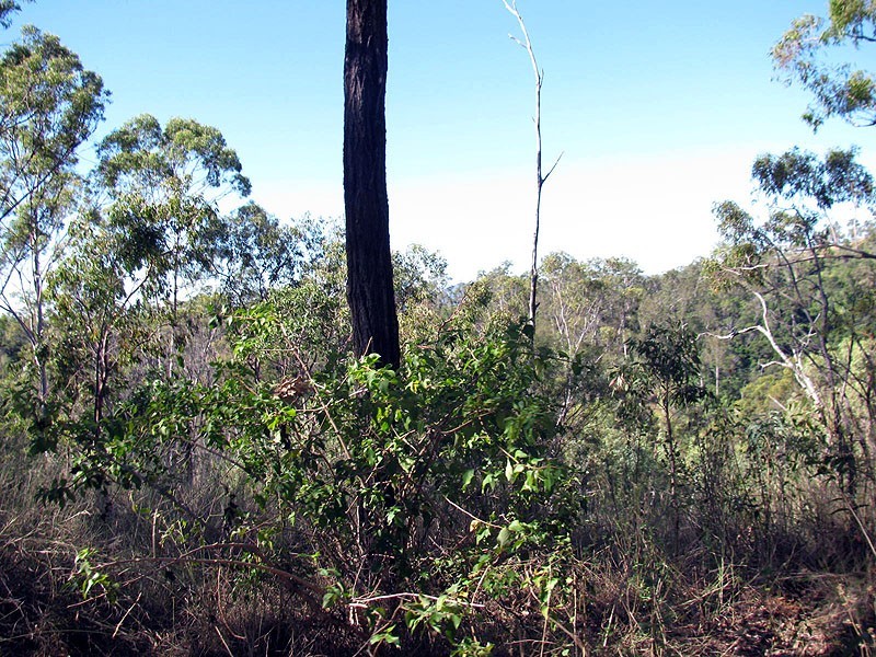Lot 33 Marble Creek Road, Boyne Valley QLD 4680