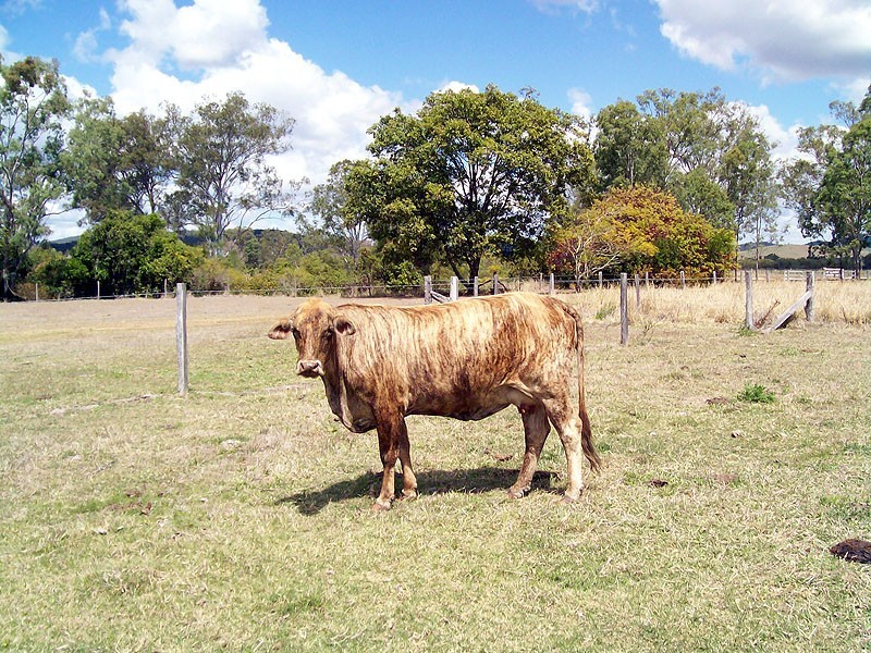 30 Duncan Road, Marmor QLD 4702