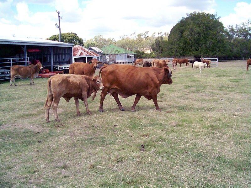 30 Duncan Road, Marmor QLD 4702