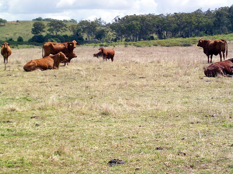 30 Duncan Road, Marmor QLD 4702