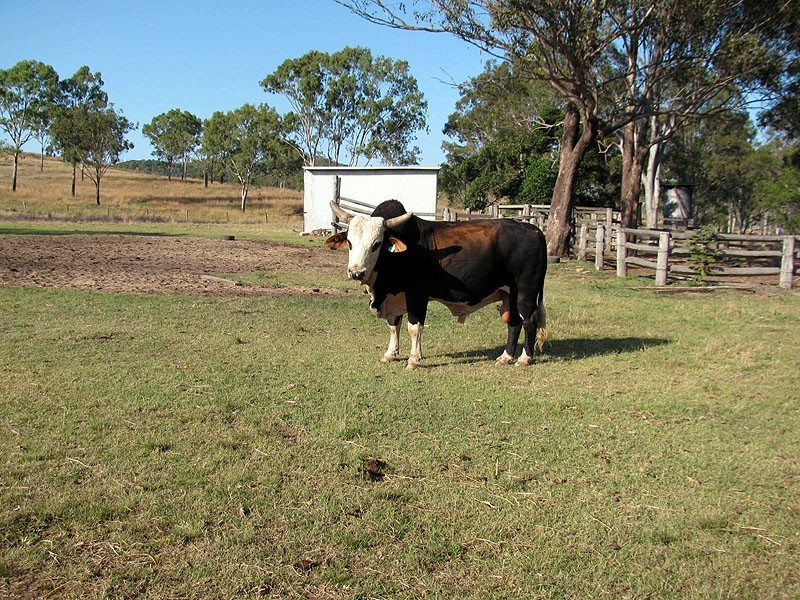 Lot 80 Deep Creek Road, Calliope QLD 4680